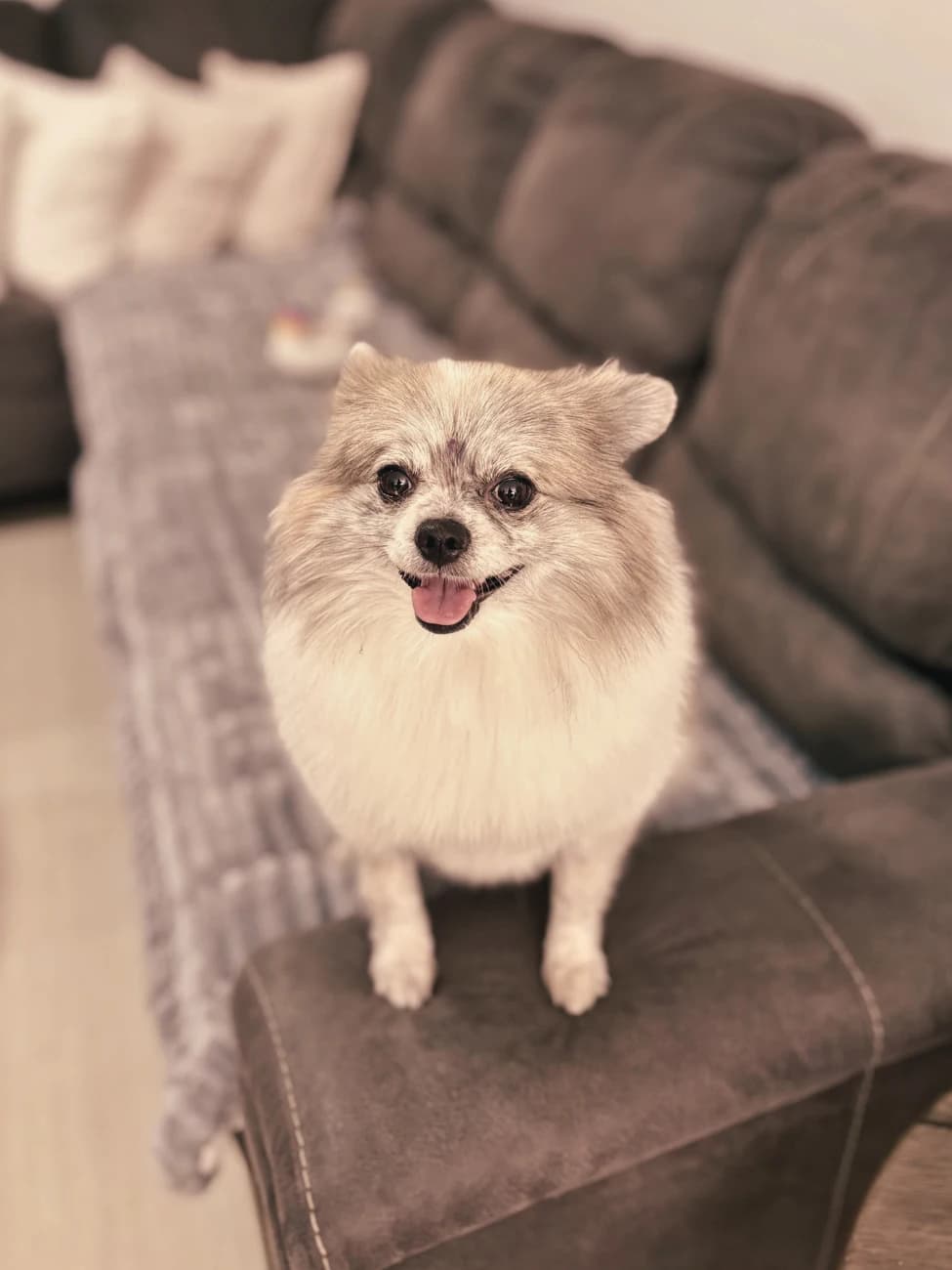 Abby — happy guest at Lulu Pet Care