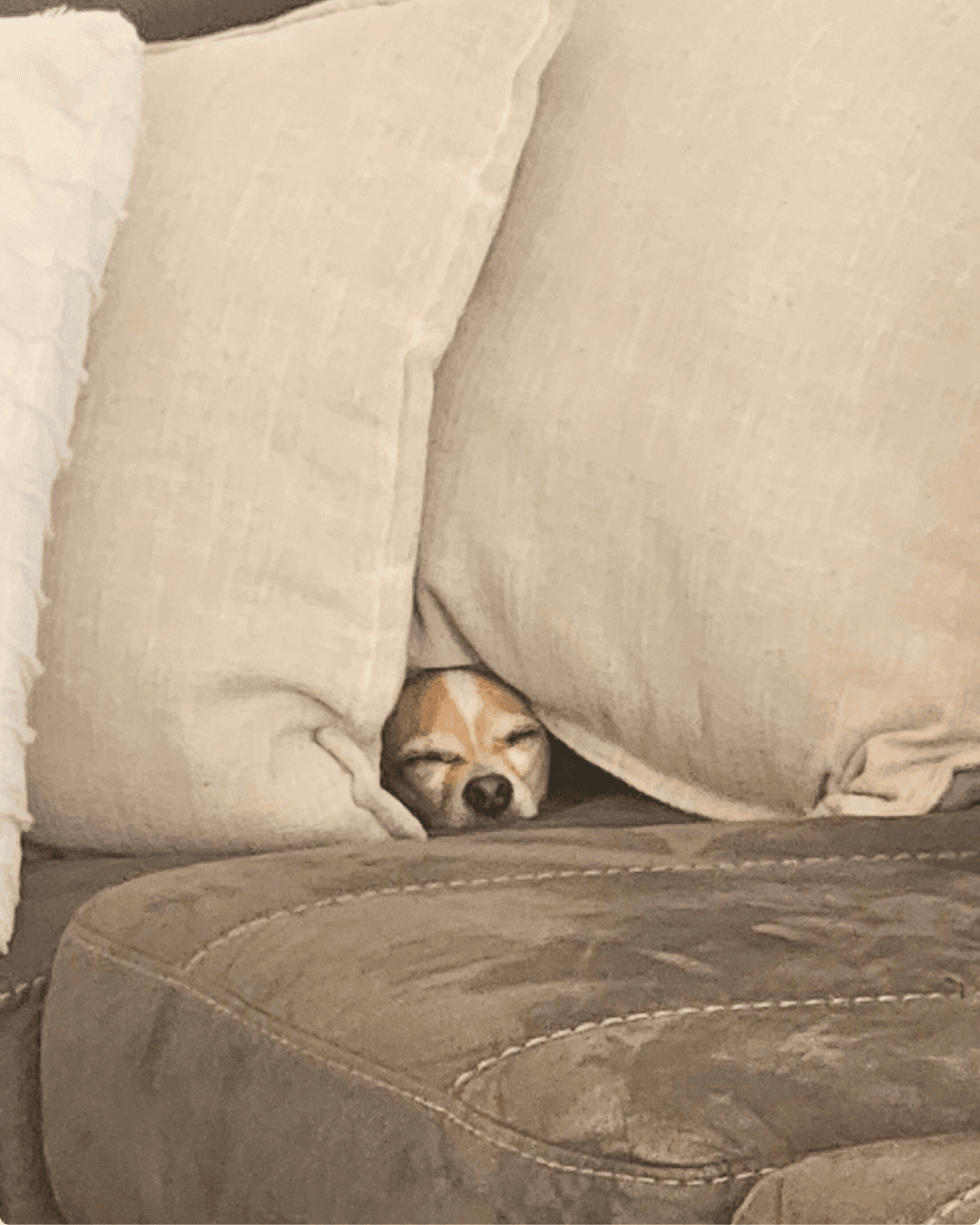 Sofa Society