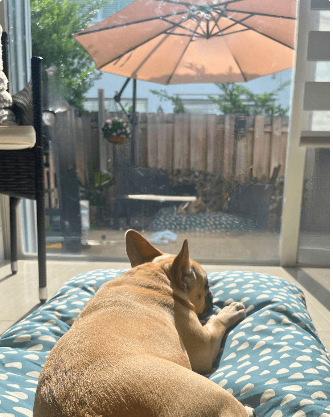 Sun Seekers