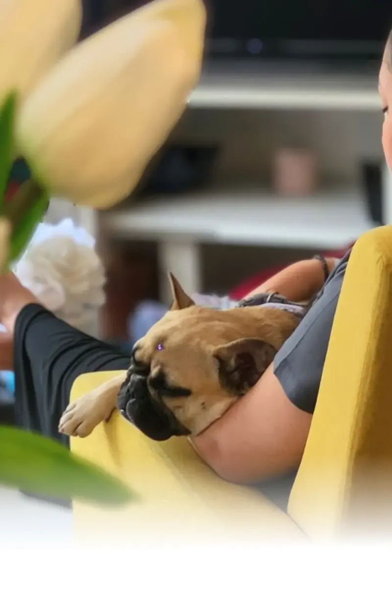 Dog boarding and daycare in Miami